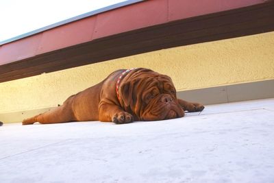 Portrait of a dog resting