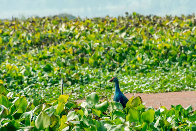 Bird on a field