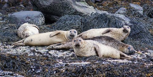 Lizard relaxing on rock at beach