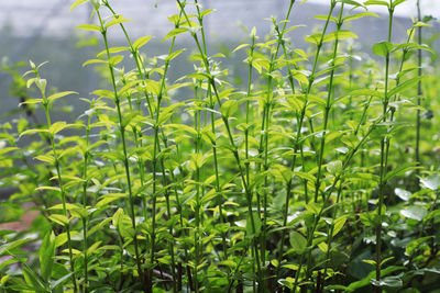 Close-up of fresh plants on field