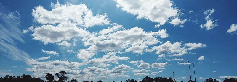 Low angle view of trees against blue sky