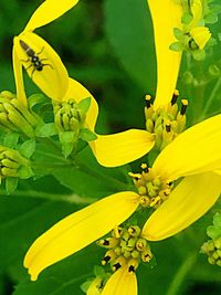 Close-up of yellow flower