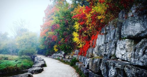 Footpath amidst trees in park during autumn