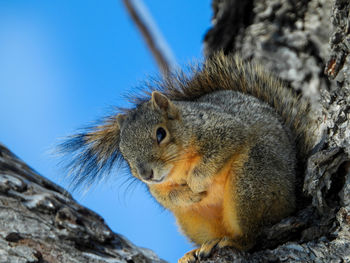 Close-up of squirrel