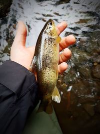 Close-up of hand holding fish