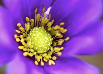 Extreme close up of purple flower