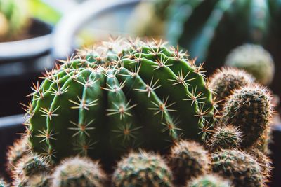 Close-up of succulent plant