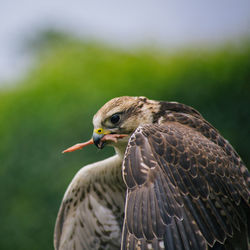 Close-up of eagle against blurred background