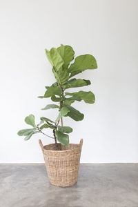 Close-up of plant in basket