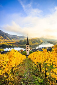 Picture through the autumnal yellow vineyards on the moselle. beautiful morning mood with fog