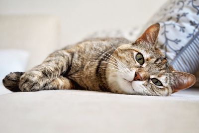 Close-up portrait of cat lying on floor