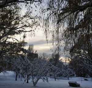 Bare trees on snow covered landscape
