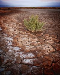 Plants growing on land