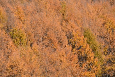 Full frame shot of trees in forest during autumn