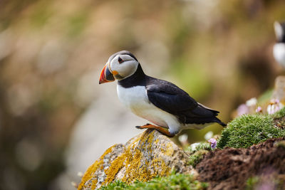 Close-up of bird perching on rock