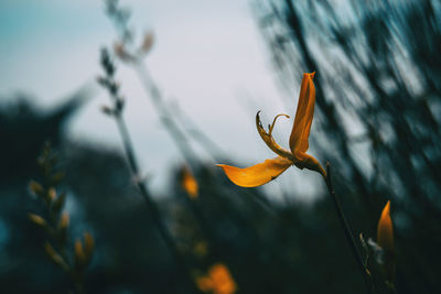 Close-up of orange flowering plant