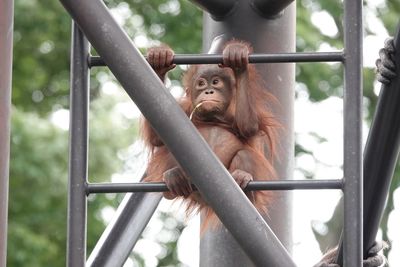 Close-up of monkey in zoo