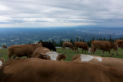 Cows grazing on landscape in austria
