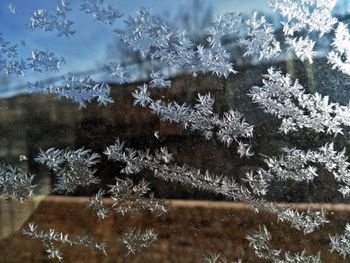 Close-up of christmas tree on snow covered field