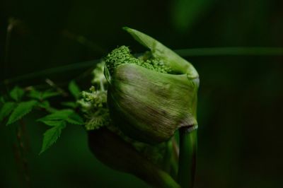 Close-up of green chili pepper plant