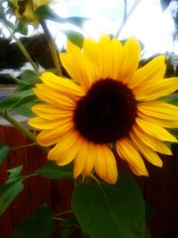 Close-up of sunflower