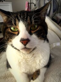 Close-up portrait of cat at home