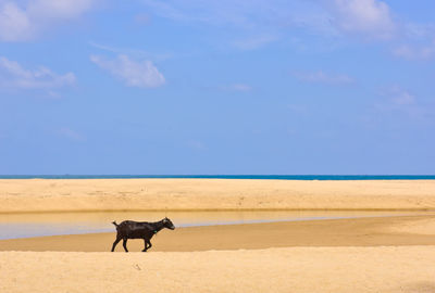 View of a horse on the beach