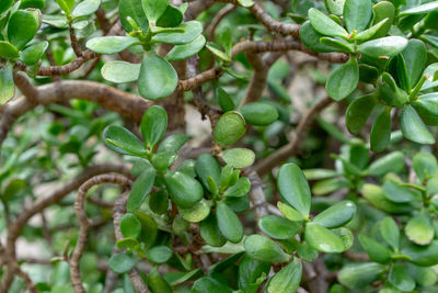 Close-up of fruit growing on tree