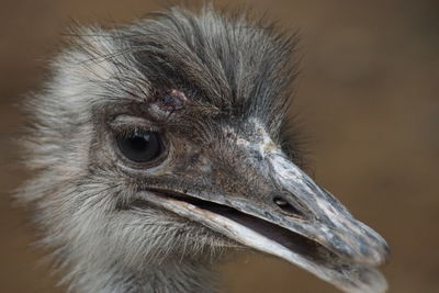 Close-up of a bird looking away