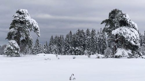 Trees on snow covered field against sky