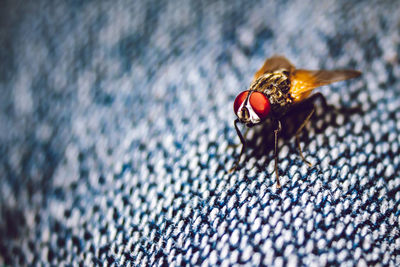 Close-up of fly on leaf