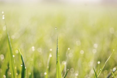 Close-up of wet plants growing on field