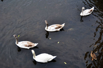 High angle view of swans swimming in lake