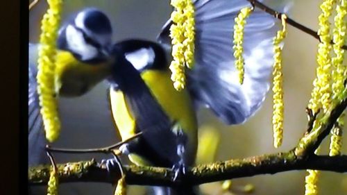 Close-up of yellow flower
