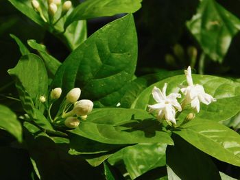 Close-up of white flowers blooming outdoors