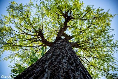 Low angle view of tree against sky