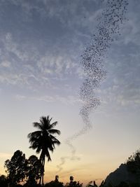 Low angle view of silhouette trees against sky during sunset