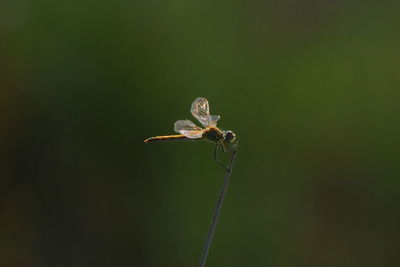 Close-up of butterfly on flower