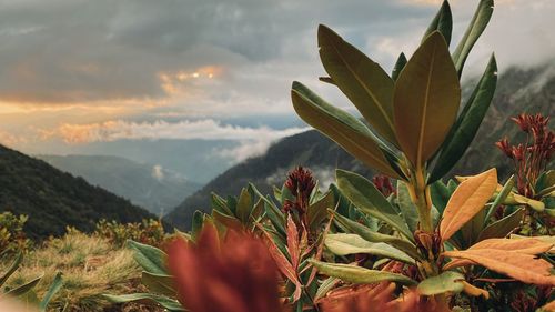 Close-up of flowering plant against cloudy sky