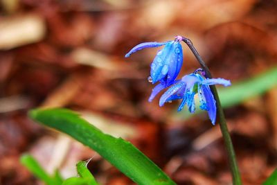 Close-up of purple flowering plant