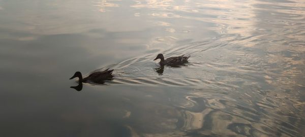 High angle view of bird flying over lake