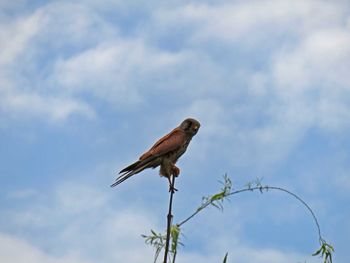 Low angle view of bird perching on tree trunk