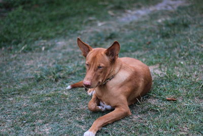 View of a dog on field