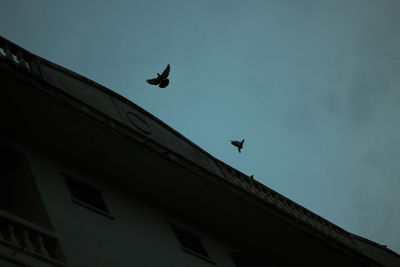 Low angle view of bird flying against building