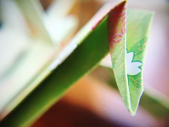 Close-up of green leaves