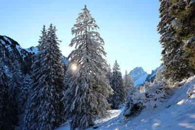 Snow covered pine trees against sky