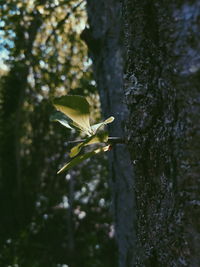 Close-up of butterfly on tree trunk