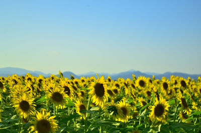 Scenic view of sunflower field against clear sky