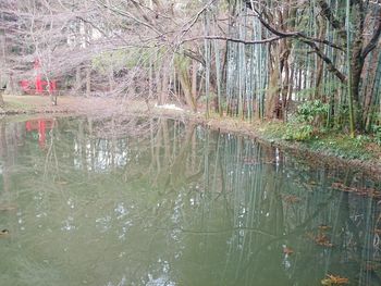 Scenic view of lake in forest