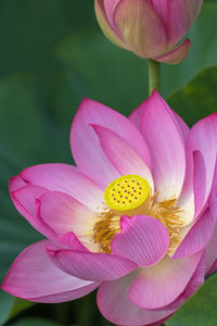 Close-up of pink lily